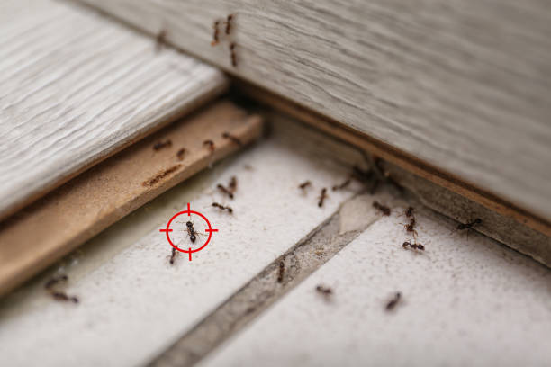 Best Best Pest Control Companies  in Camp Hill, AL