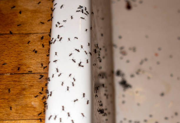 Best Pest Prevention Services  in Camp Hill, AL
